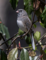 Birds of 232