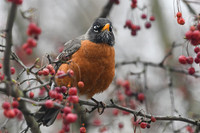 Robins in February 2023