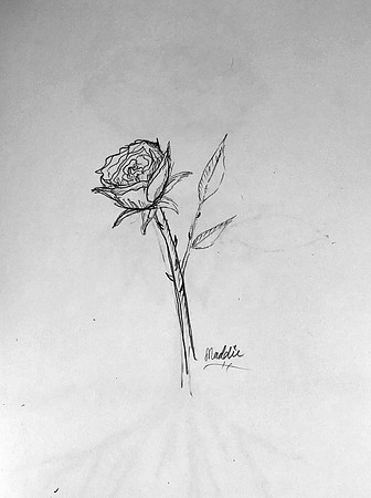 sketch rose